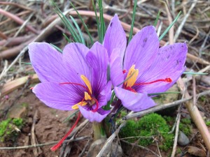 Fiore di zafferano - foto di cascina Folletto