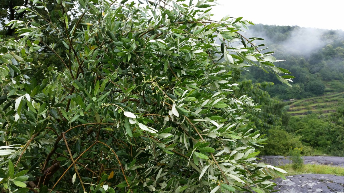 chiaverano-1