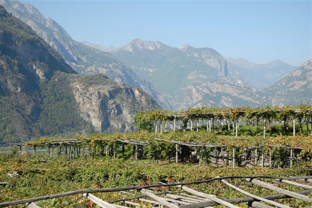 La Strada dei Vigneti Alpini: nuovo progetto per lo sviluppo dell'enoturismo di montagna tra Piemonte, Savoia e Val d'Aosta