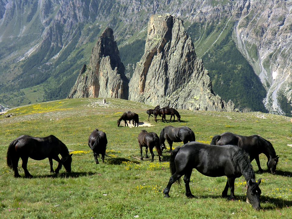 Il cavallo di Mérens, dai Pirenei alle valli del Cuneese