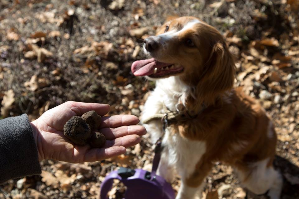 A Montemale, con i "trifolau" del Marchesato a lezione sul tartufo nero pregiato