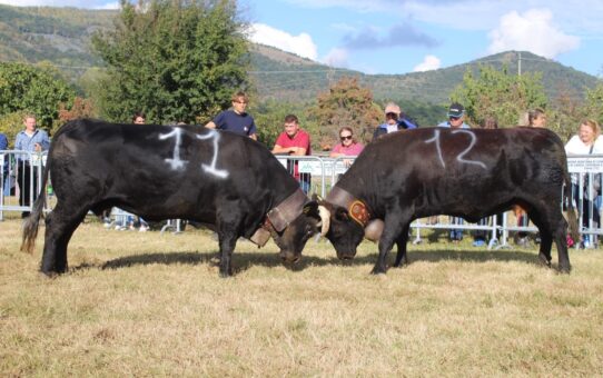 Ripartono a Cafasse le competizioni tra le “Reines”, le vacche “Regine” delle valli di Lanzo