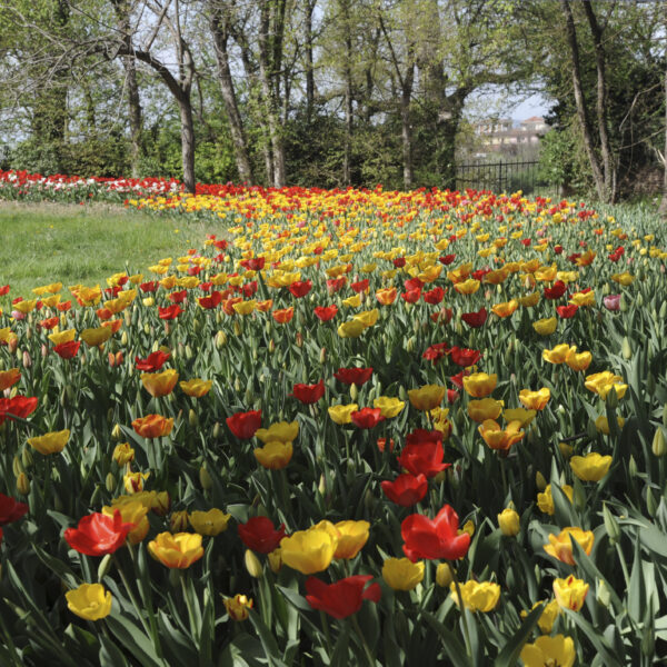 Castello di Pralormo, dal 30 marzo torna protagonista Messer Tulipano
