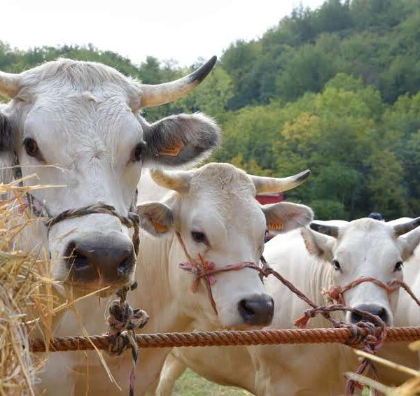 A Ottiglio torna la storica Fiera Bovina di Sant'Eusebio