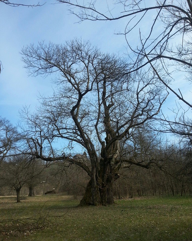 Castagna Granda, fra gli esemplari più vecchi d'Europa