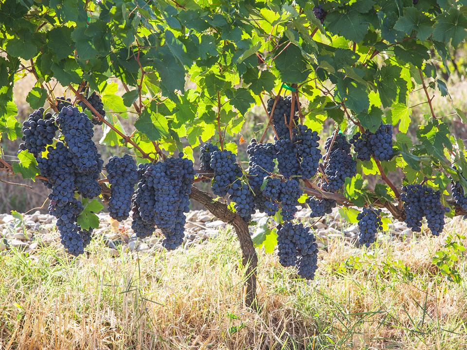 Prima e dopo la vinificazione moderna: l’evoluzione del gusto del vino in Piemonte e alla corte sabauda
