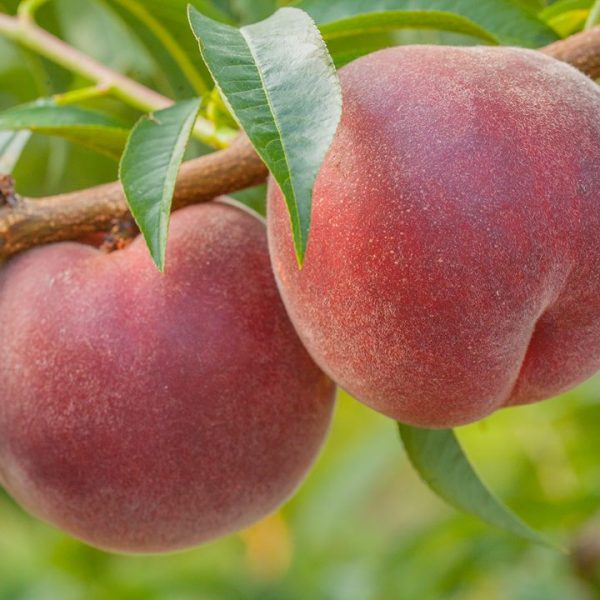 Quando i nomi dei frutti in piemontese ne richiamano l’antica origine: l’armognan dall’Armenia e il persi dalla Persia – I parte